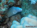 scuba diving photo
