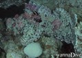 scuba diving photo