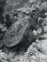 scuba diving photo