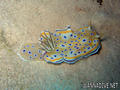 scuba diving photo