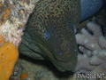 scuba diving photo