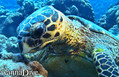 scuba diving photo