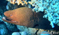 scuba diving photo