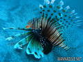 scuba diving photo