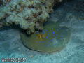 scuba diving photo