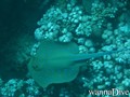 scuba diving photo