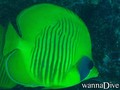 scuba diving photo
