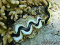 scuba diving photo