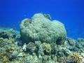scuba diving photo
