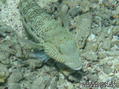 scuba diving photo
