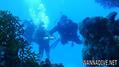 scuba diving photo