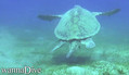 scuba diving photo