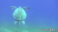scuba diving photo
