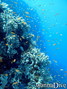 scuba diving photo