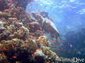 scuba diving photo