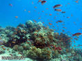 scuba diving photo