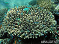scuba diving photo