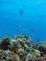 scuba diving photo