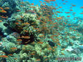 scuba diving photo