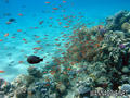 scuba diving photo