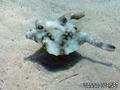 scuba diving photo