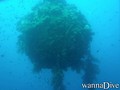 scuba diving photo