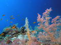 scuba diving photo