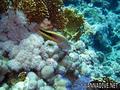 scuba diving photo