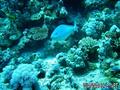 scuba diving photo
