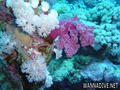 scuba diving photo