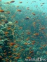 scuba diving photo