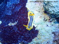 scuba diving photo