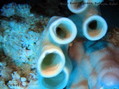 scuba diving photo