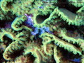 scuba diving photo