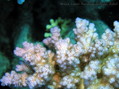 scuba diving photo
