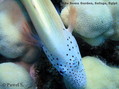 scuba diving photo
