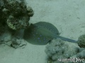 scuba diving photo