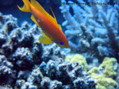 scuba diving photo