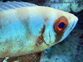 scuba diving photo