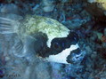 scuba diving photo