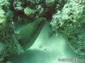scuba diving photo