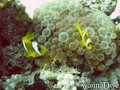 scuba diving photo