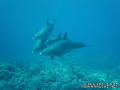 scuba diving photo