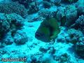 scuba diving photo