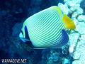 scuba diving photo