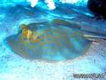 scuba diving photo