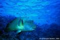 scuba diving photo