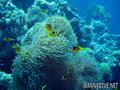 scuba diving photo