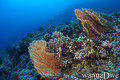 scuba diving photo