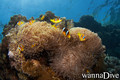 scuba diving photo